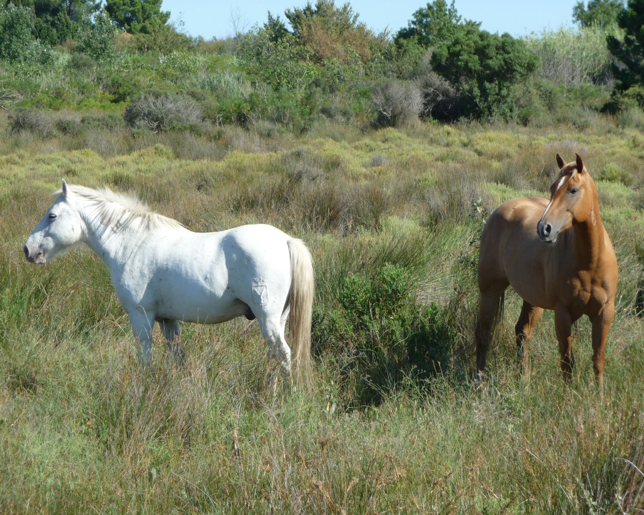 Fonds d'cran Animaux Chevaux Camargue - Chevaux