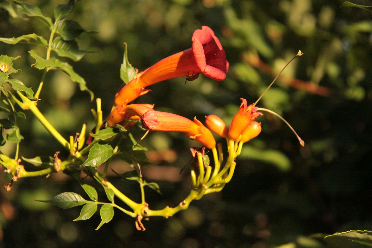 Fonds d'cran Nature Fleurs elle mignone ma bignone