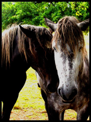 Fonds d'cran Animaux Chevaux Chevaux (l)