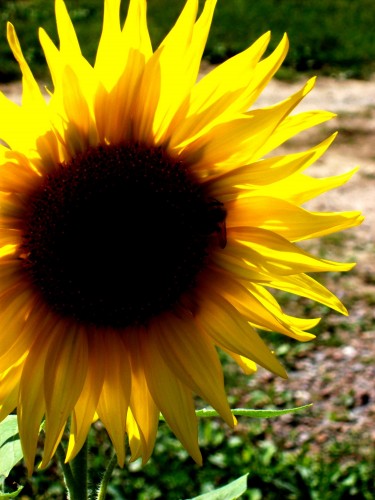 Fonds d'cran Nature Fleurs Tournesol 