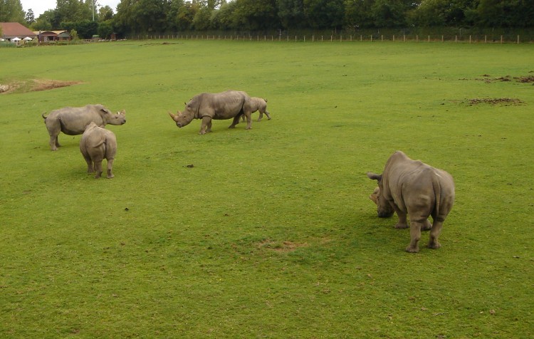 Fonds d'cran Animaux Rhinocros Wallpaper N241722