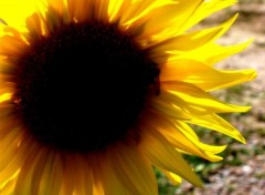 Fonds d'cran Nature Tournesol 