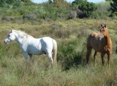 Wallpapers Animals Camargue - Chevaux