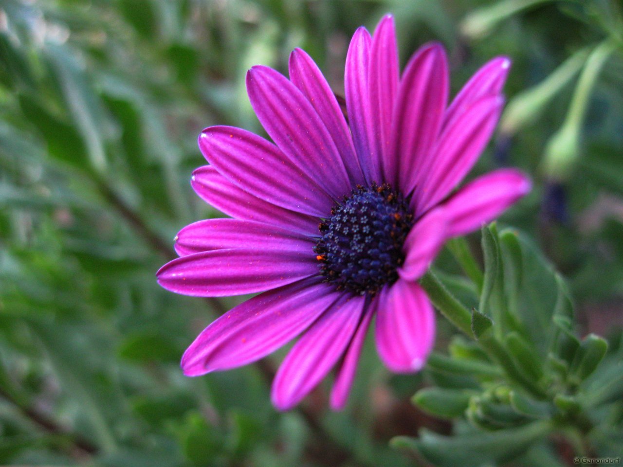 Wallpapers Nature Flowers Violet  volont