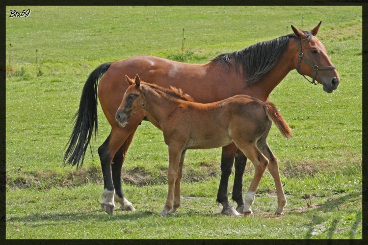 Fonds d'cran Animaux Chevaux Une Jument accompagne de son poulain