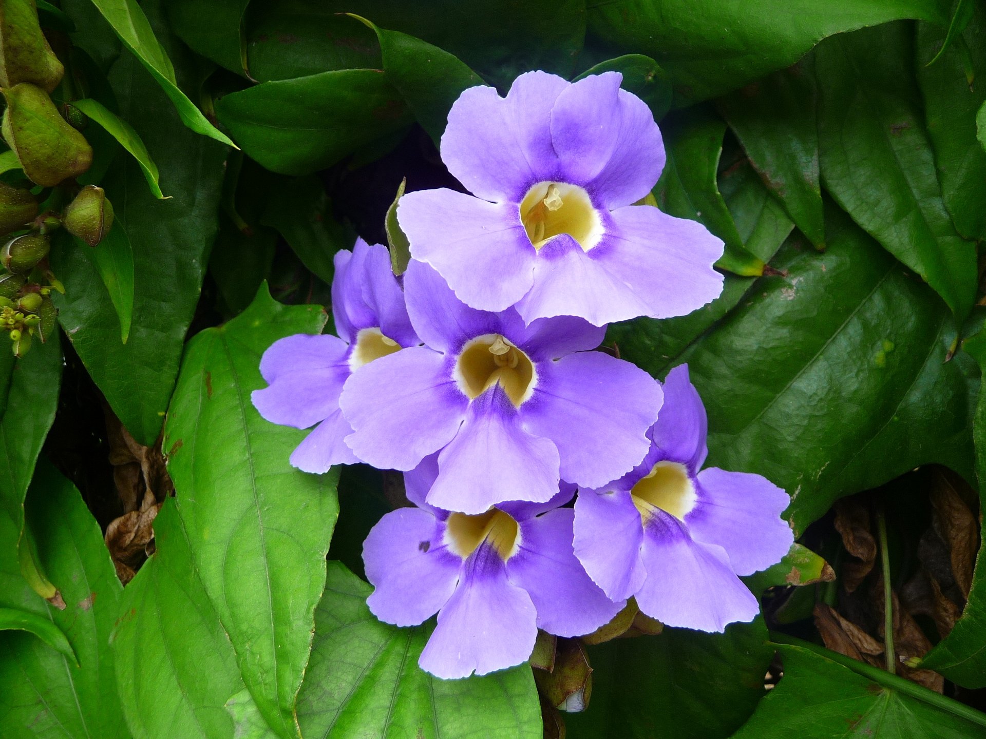 Fonds d'cran Nature Fleurs Fleurs mauves