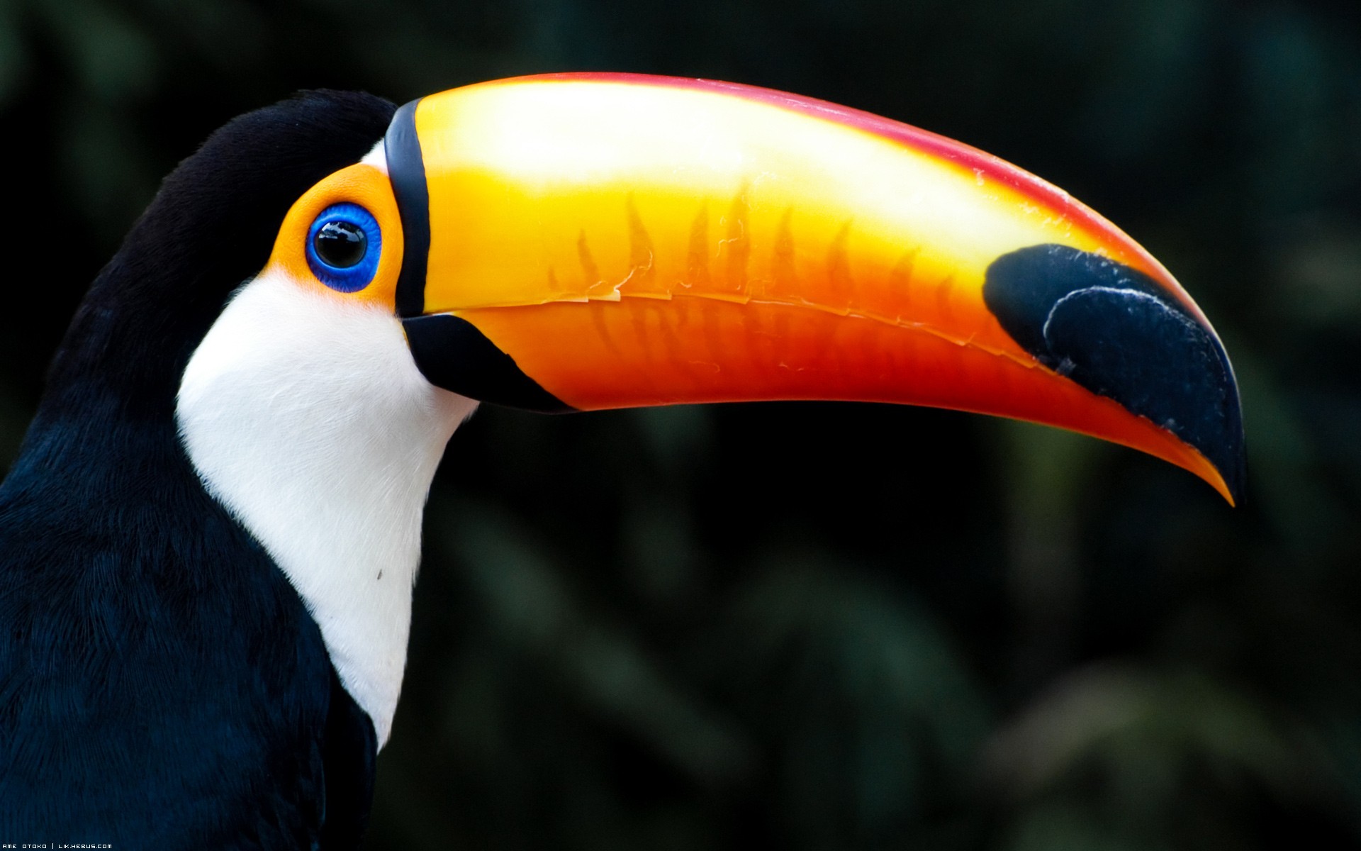 Wallpapers Animals Birds - Toucans T'as de beaux yeux !