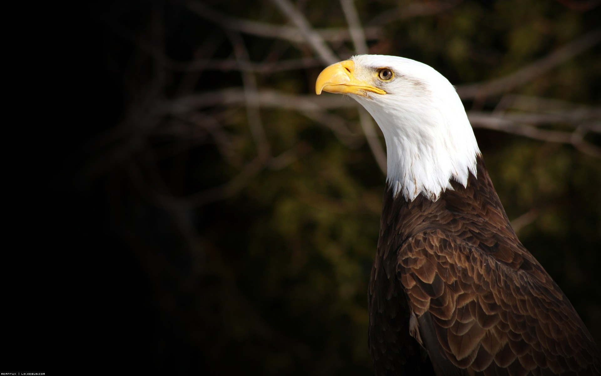 Fonds d'cran Animaux Oiseaux - Aigles Oiseau Royal