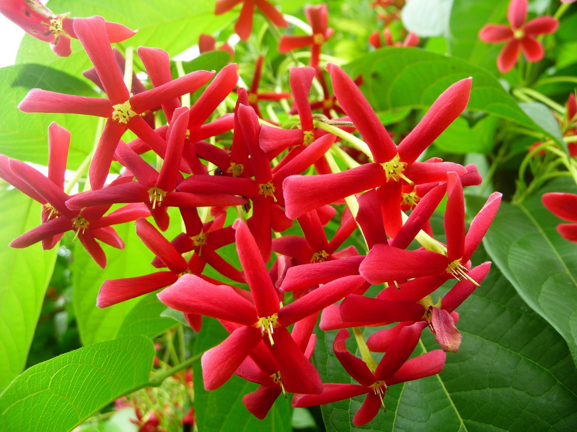 Fonds d'cran Nature Fleurs Fleurs rouges