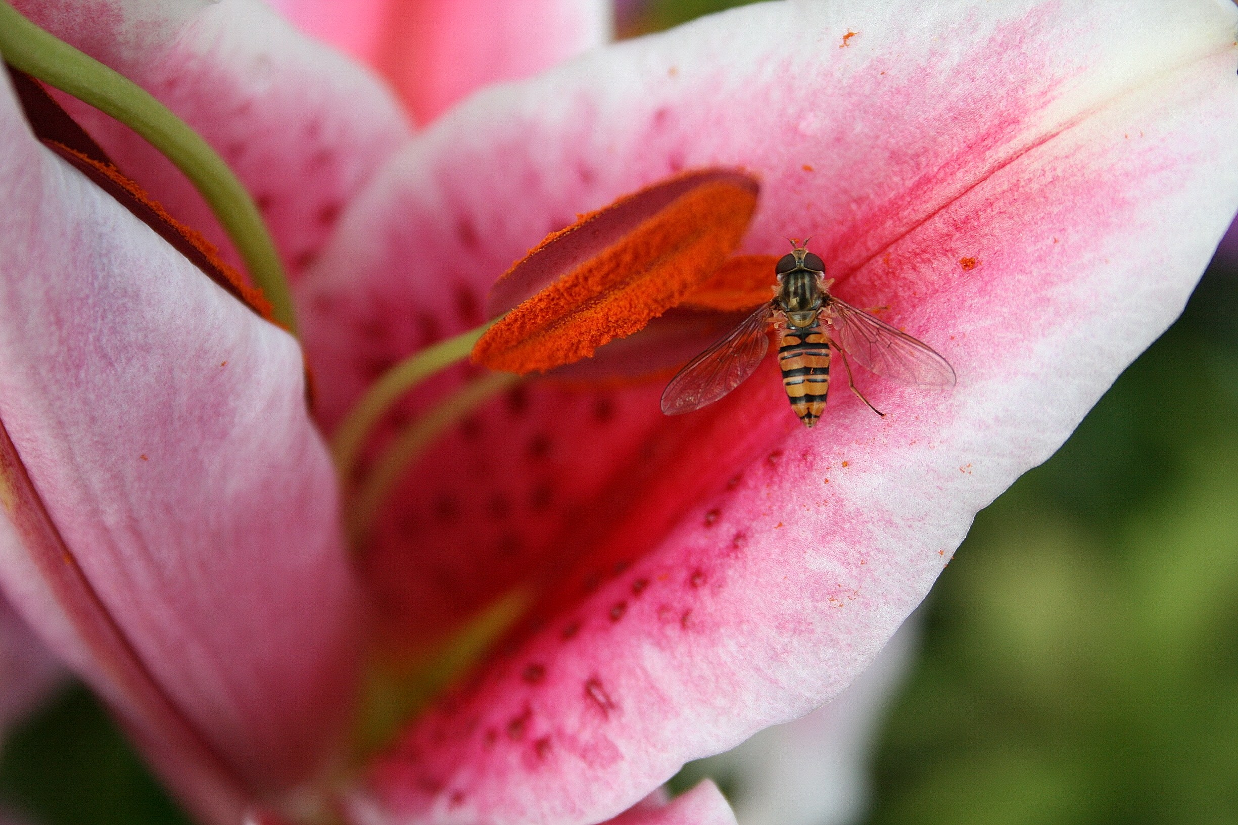 Fonds d'cran Animaux Insectes - Abeilles Gupes ... Petite gupe sur Lys rose