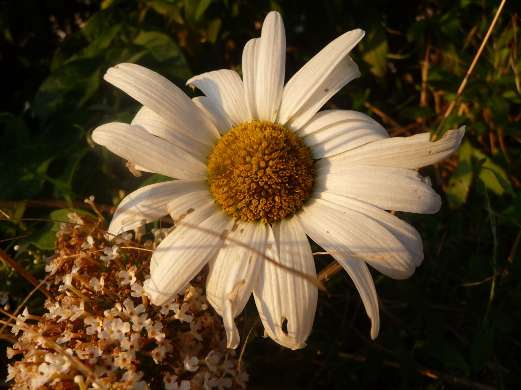 Fonds d'cran Nature Fleurs  la fin de la journe