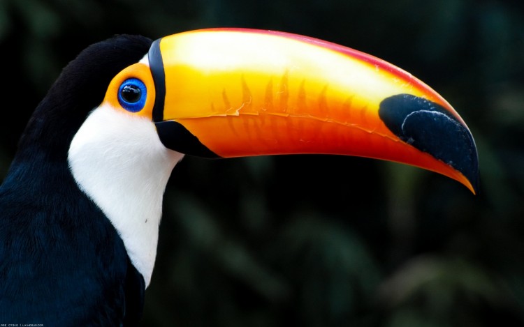 Fonds d'cran Animaux Oiseaux - Toucans T'as de beaux yeux !