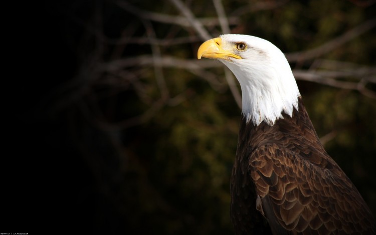 Wallpapers Animals Birds - Eagles Oiseau Royal