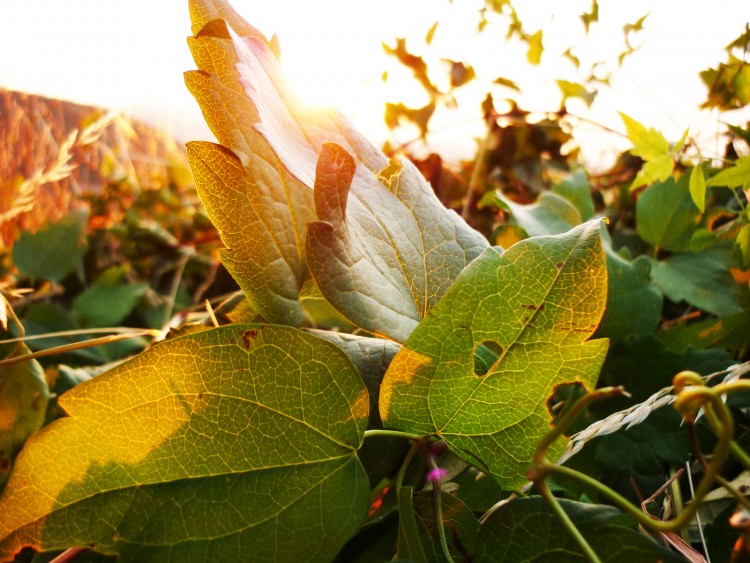 Fonds d'cran Nature Campagne Rayon de soleil vgtal