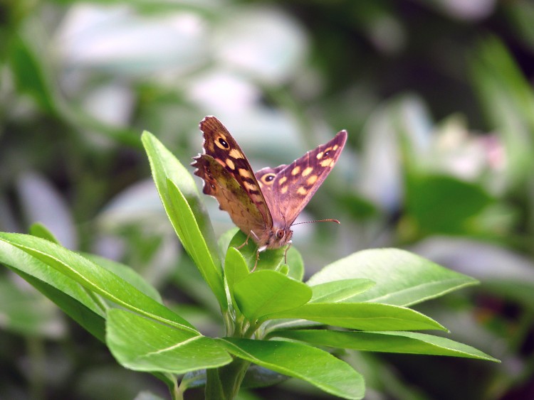 Fonds d'cran Animaux Insectes - Papillons Tircis