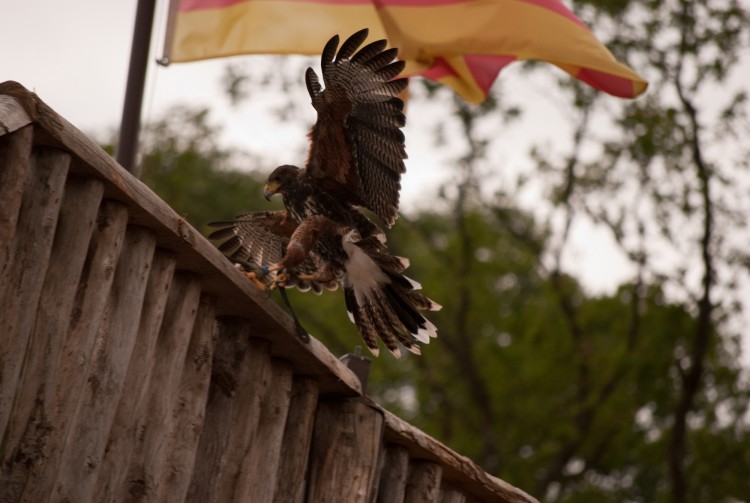 Fonds d'cran Animaux Oiseaux - Aigles Spectacle rapaces Amnville