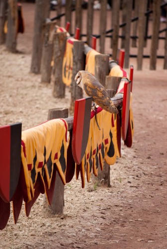 Wallpapers Animals Birds - Owls Spectacle rapaces Amnville