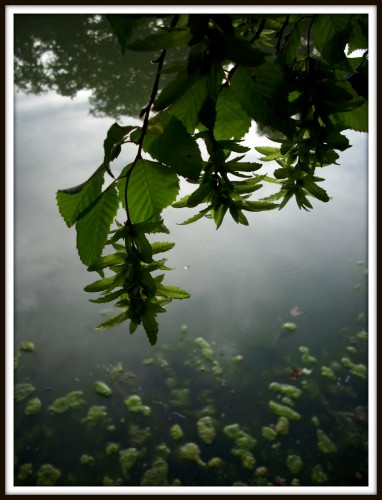 Fonds d'cran Nature Eau - Reflets feuillage au dessus de l'tang