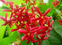 Fonds d'cran Nature Fleurs rouges