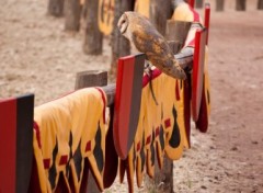 Fonds d'cran Animaux Spectacle rapaces Amnville