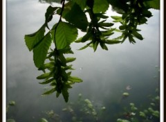 Fonds d'cran Nature feuillage au dessus de l'tang