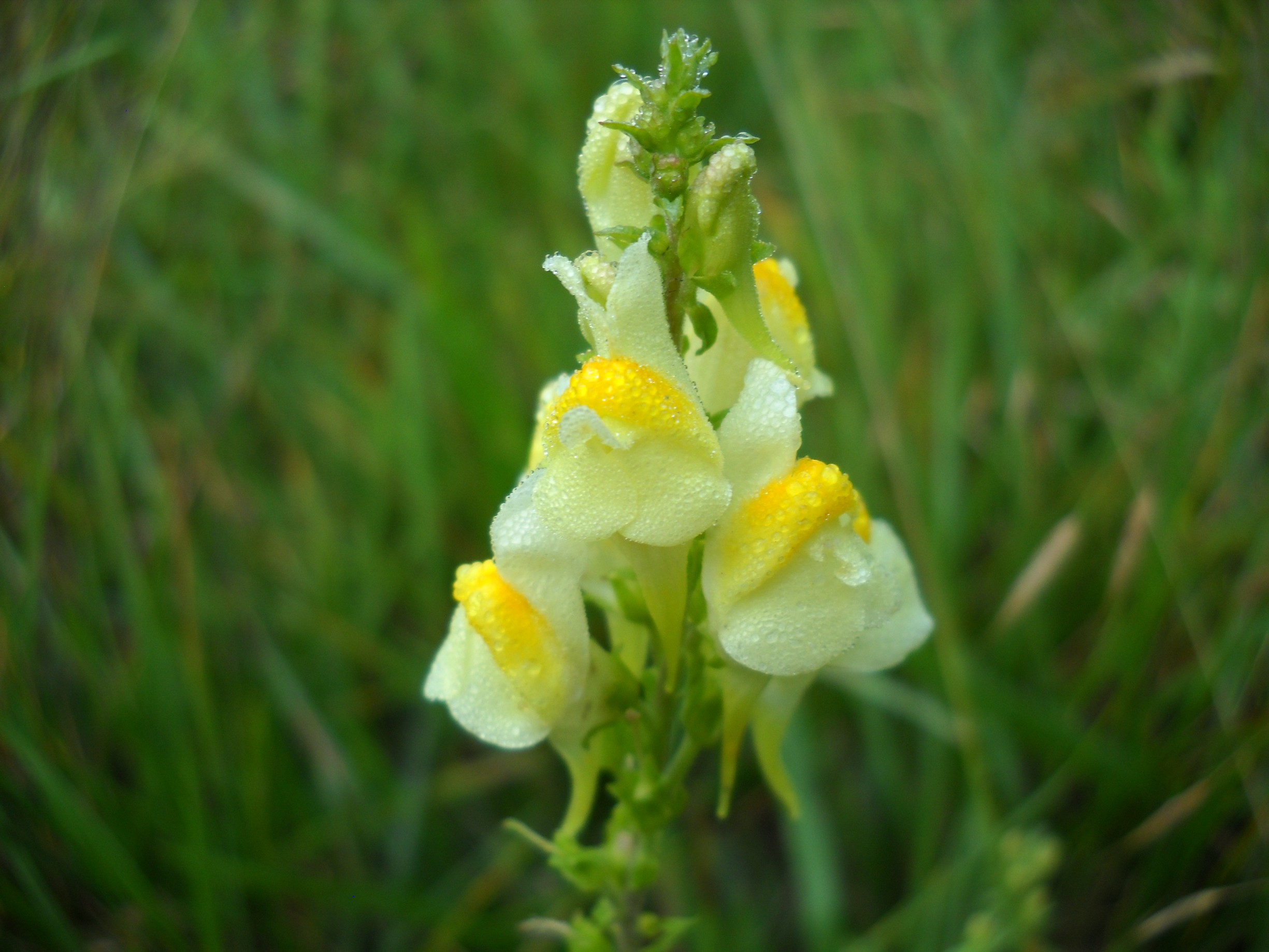 Fonds d'cran Nature Fleurs 