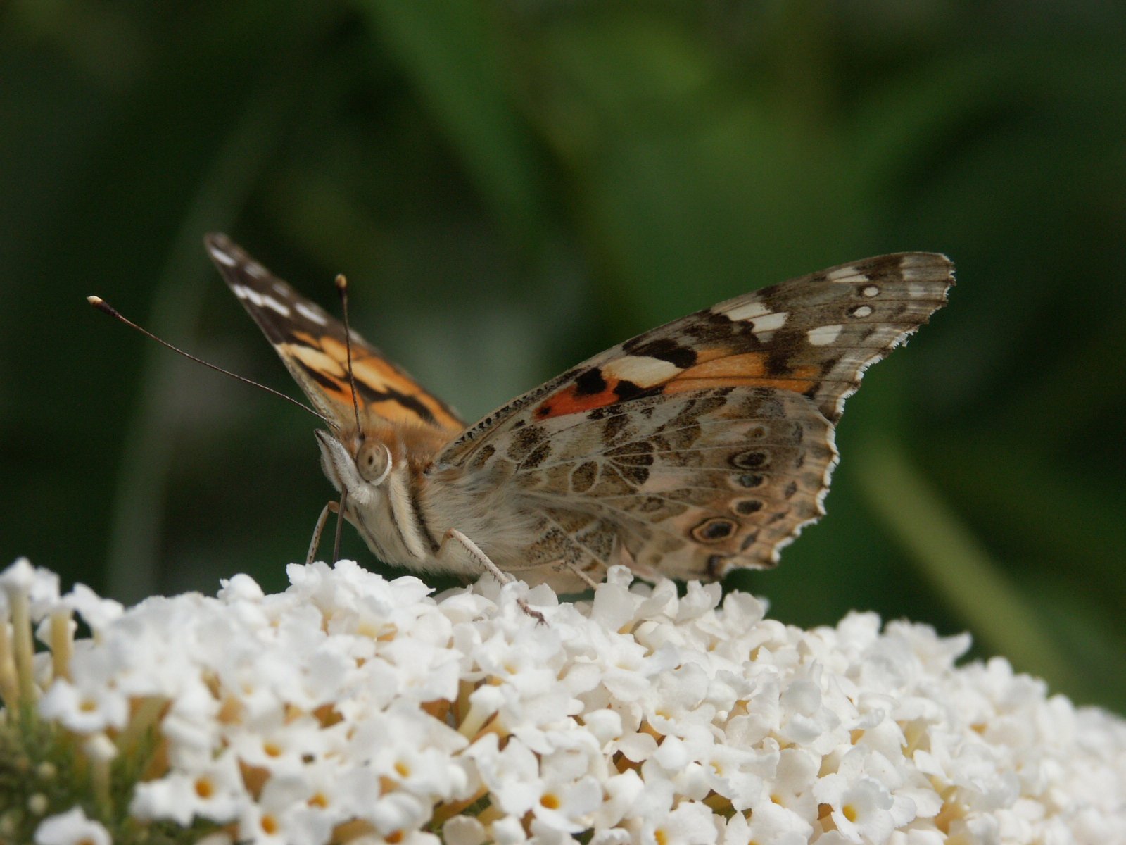 Fonds d'cran Animaux Insectes - Papillons 