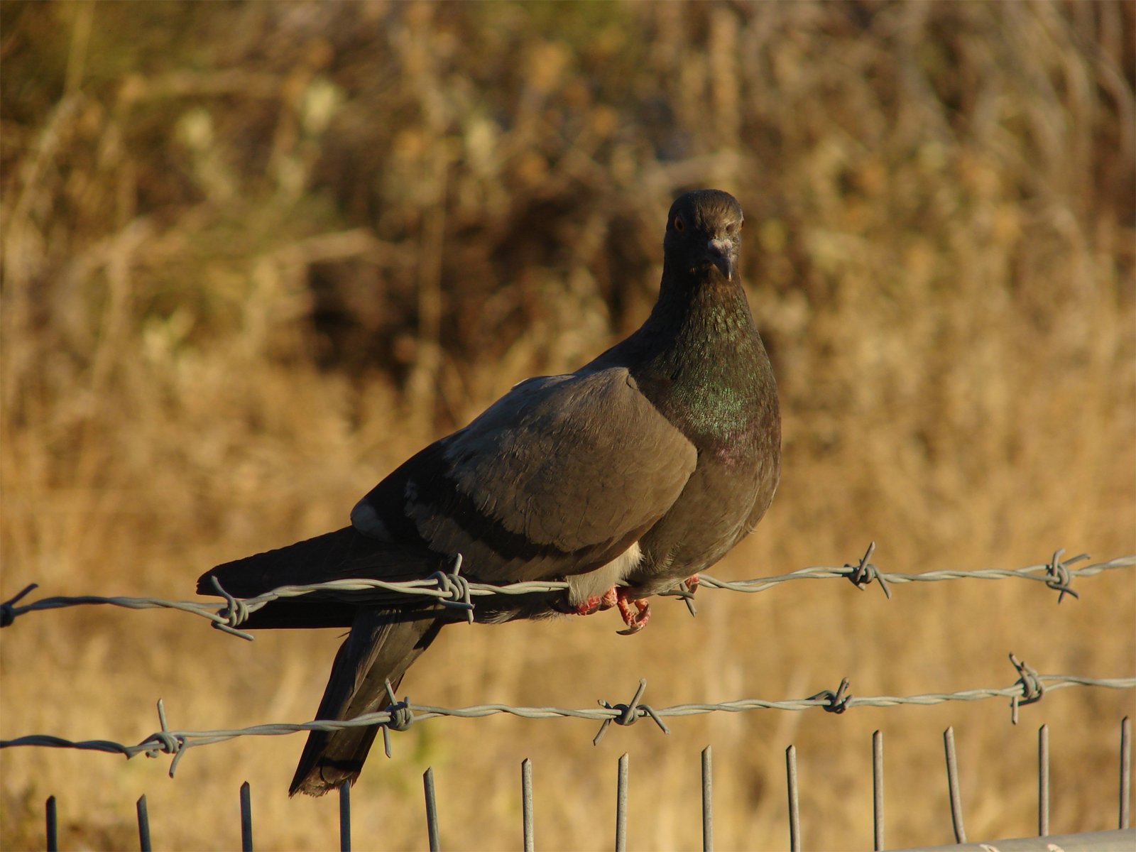 Fonds d'cran Animaux Oiseaux - Pigeons et Tourterelles pigeons