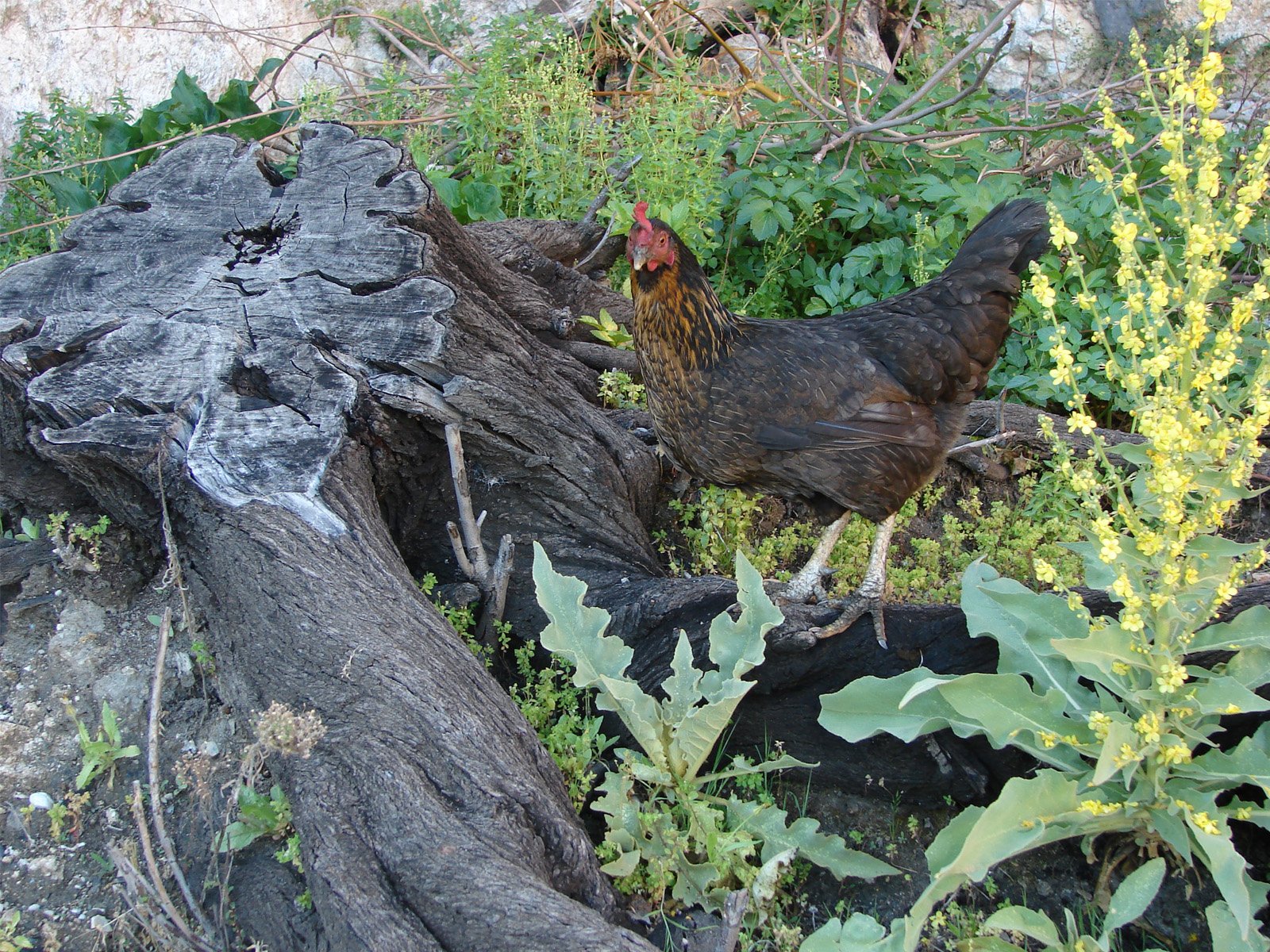 Fonds d'cran Animaux Oiseaux - Coqs et Poules coq turque