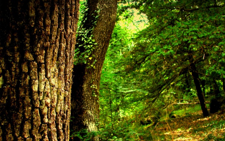 Fonds d'cran Nature Arbres - Forts lost in the forest