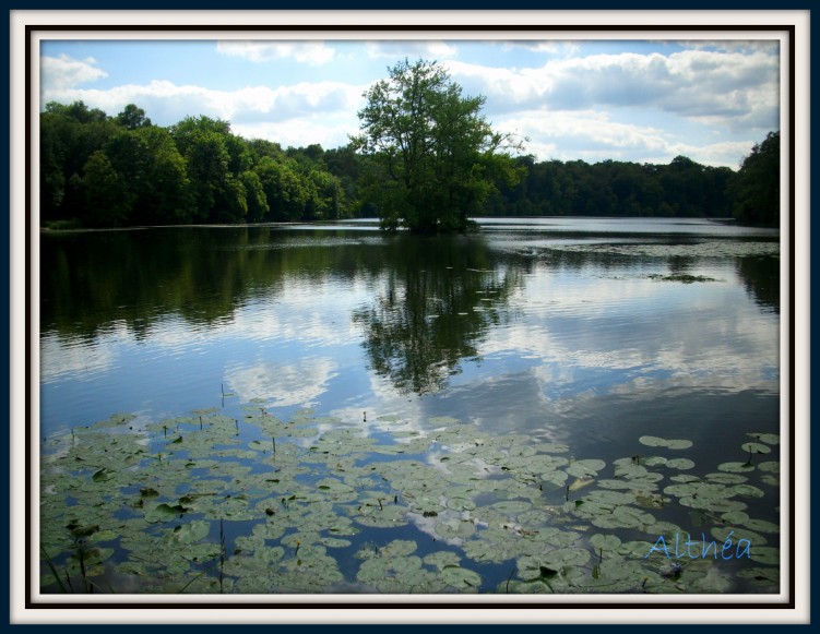 Fonds d'cran Nature Lacs - Etangs nnupars sur reflets de nuages