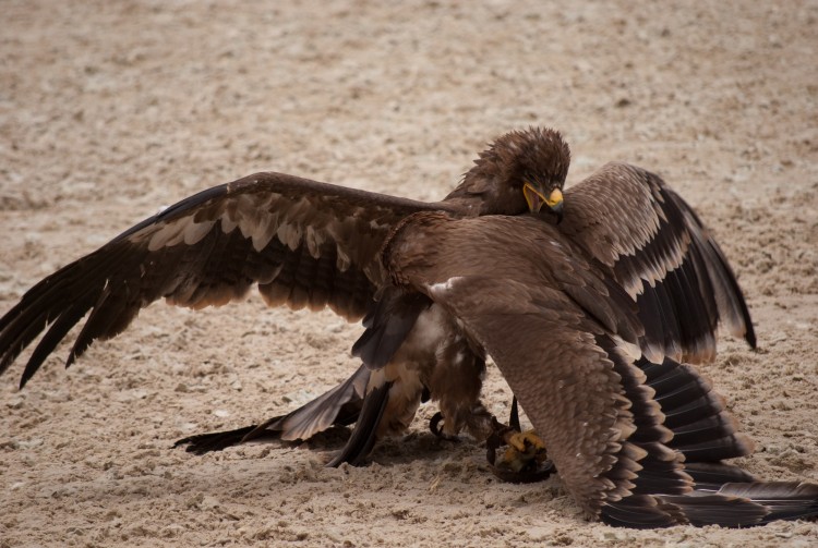 Wallpapers Animals Birds - Eagles Zoo d'Amnville