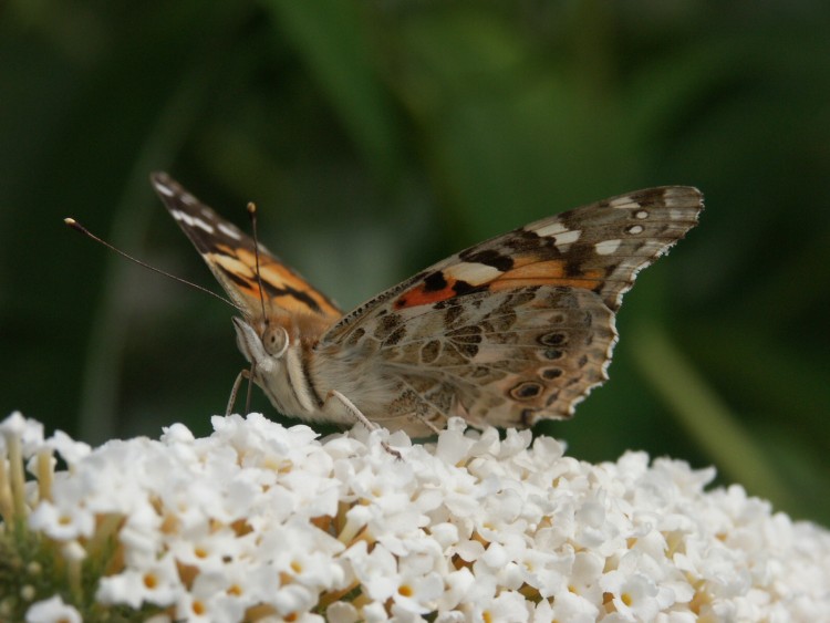 Fonds d'cran Animaux Insectes - Papillons Wallpaper N242358