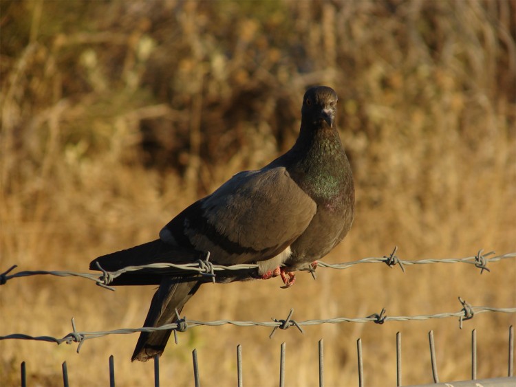 Fonds d'cran Animaux Oiseaux - Pigeons et Tourterelles pigeons