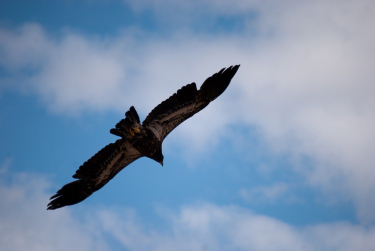 Fonds d'cran Animaux Oiseaux - Aigles Zoo d'Amnville