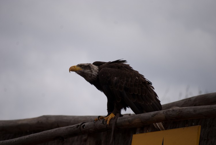 Wallpapers Animals Birds - Eagles Attention je vous surveille