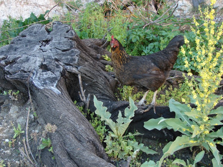 Fonds d'cran Animaux Oiseaux - Coqs et Poules coq turque