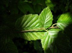 Fonds d'cran Nature feuilles de noisetier