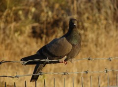 Fonds d'cran Animaux pigeons