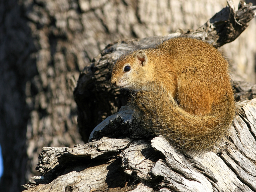 Wallpapers Animals Rodents - Squirrels Ecureuil de Smith