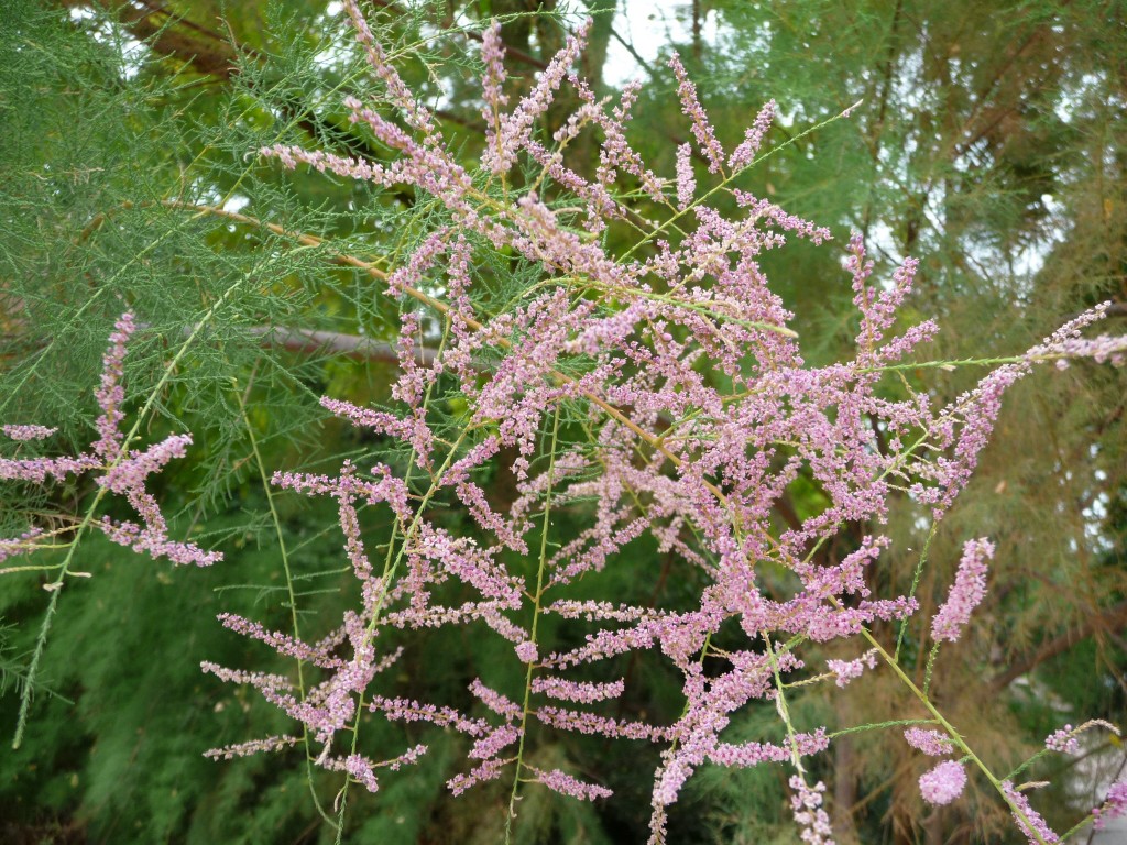 Fonds d'cran Nature Arbres - Forts dans tous les sens