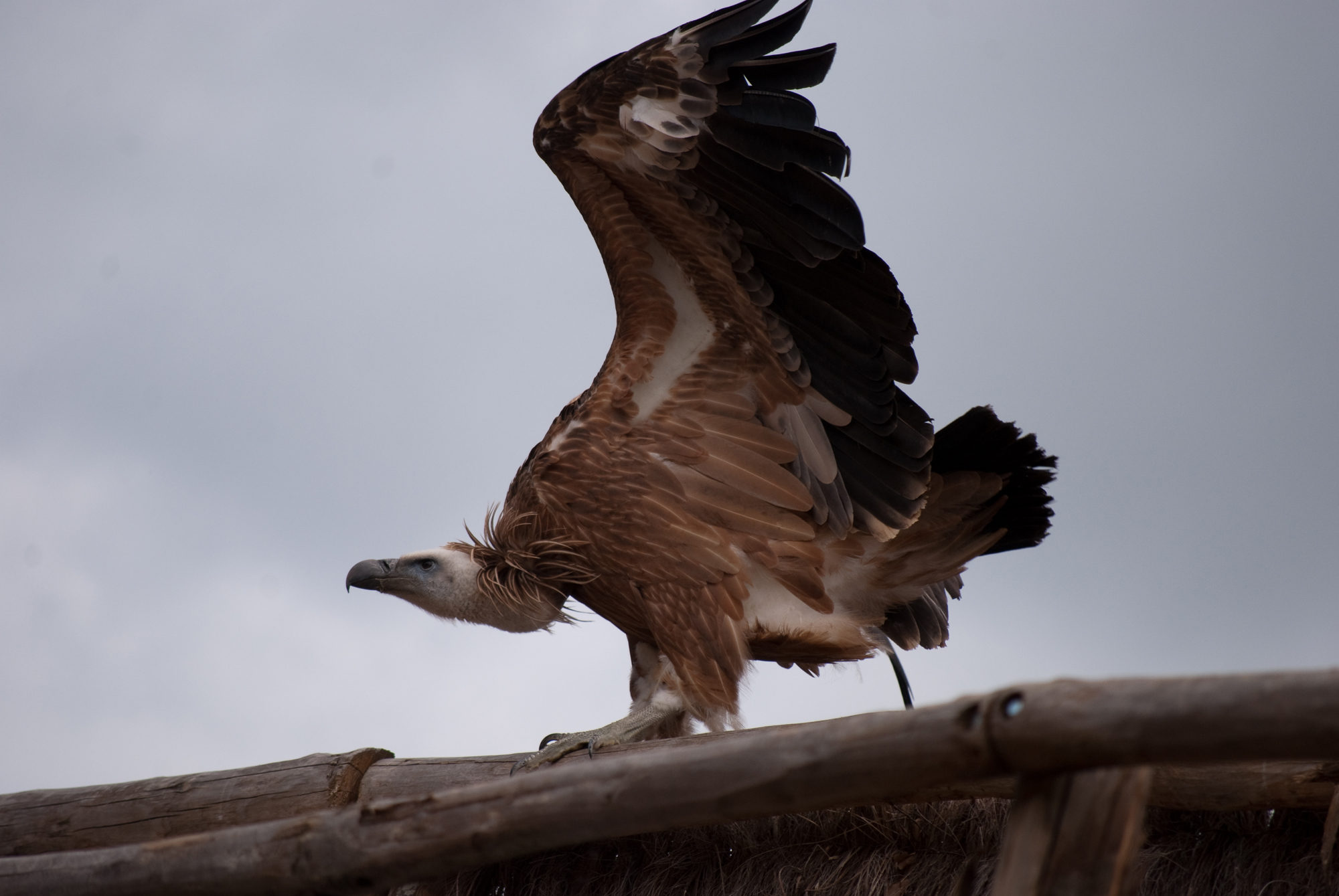 Fonds d'cran Animaux Oiseaux - Vautours spectacle rapaces Amnville