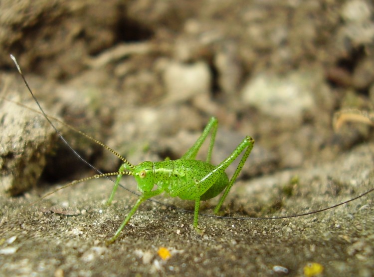 Wallpapers Animals Insects - Grasshoppers and Locusts Wallpaper N242456