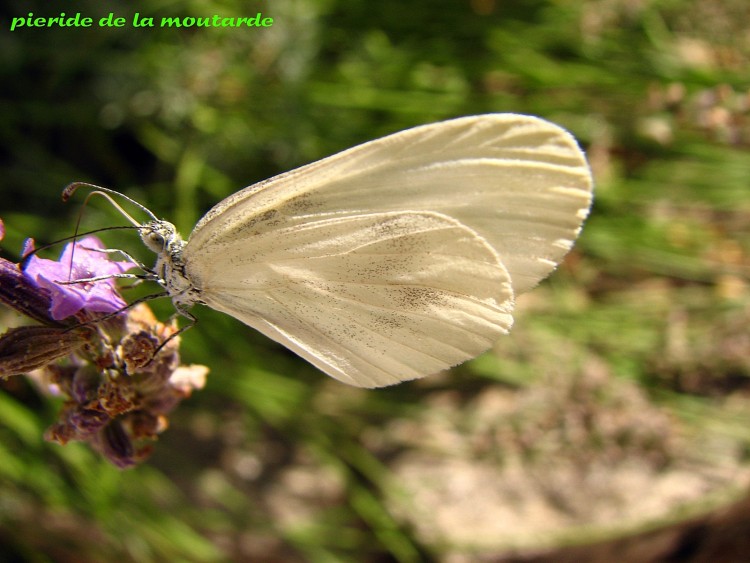 Wallpapers Animals Insects - Butterflies Piride