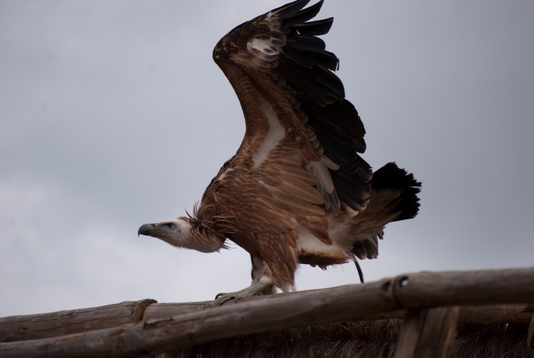 Wallpapers Animals Birds - Vultures spectacle rapaces Amnville