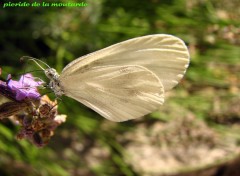 Fonds d'cran Animaux Piride