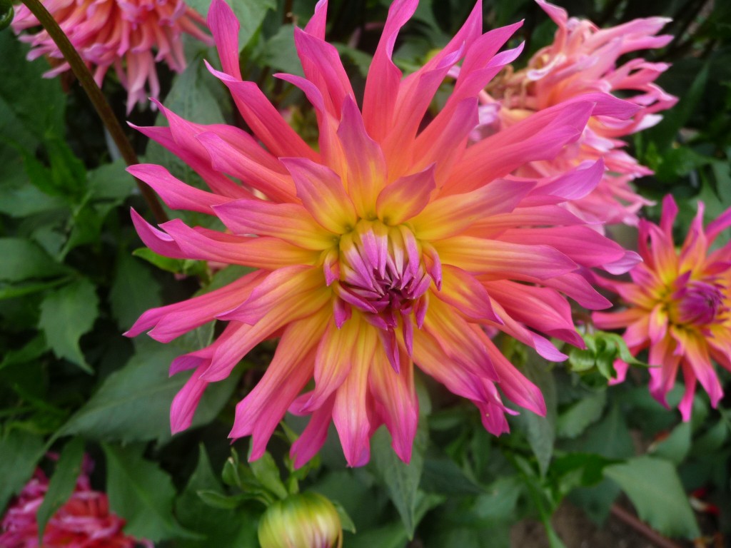 Fonds d'cran Nature Fleurs un si beau dahlia