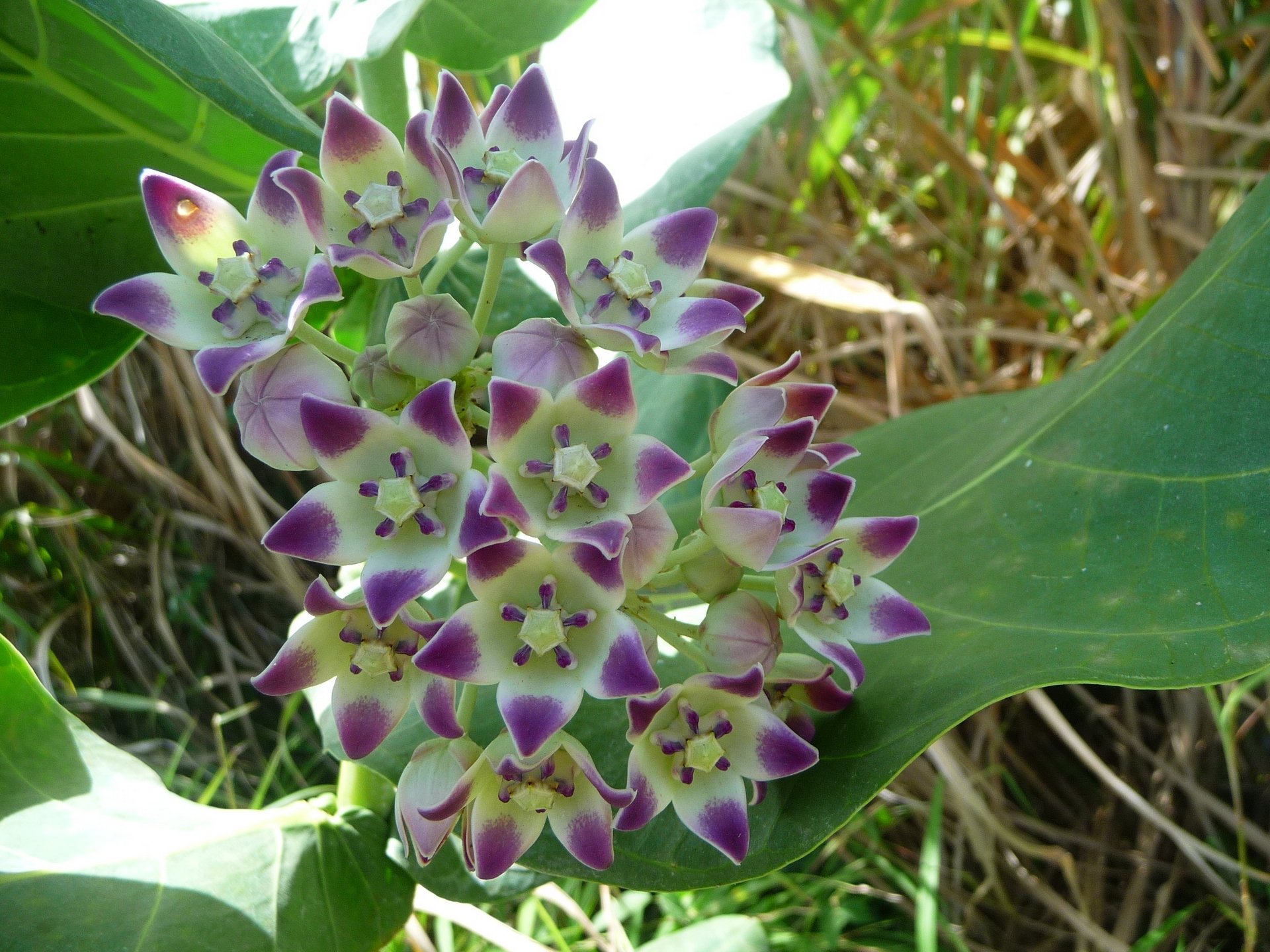 Fonds d'cran Nature Fleurs Fleurs blanches et violettes ( Guadeloupe )