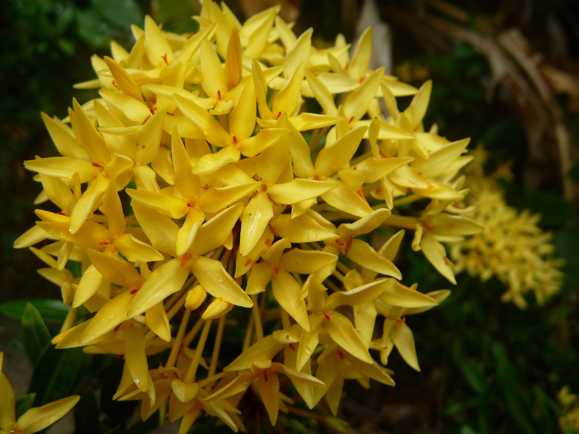 Fonds d'cran Nature Fleurs Fleurs jaunes ( Guadeloupe )