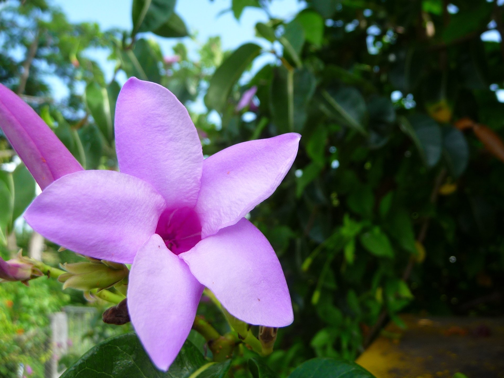 Fonds d'cran Nature Fleurs Fleur mauve ( Guadeloupe )